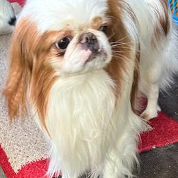 Japanese Chin Puppies from CindyLynnsChins