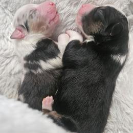 Tbd - Blue merle male Australian Shepherd puppy in Wauneta, Nebraska from 4H Aussies