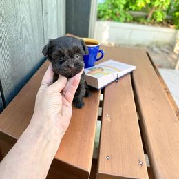 Chocolate - Chocolate male Havanese puppy in Bowling Green, Kentucky from Denise Clark