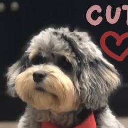 Aussiedoodle and Miniature Australian Shepherd All Grown Up from BP Ranch Aussies
