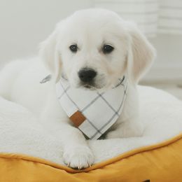 Golden Retriever Puppies from Arrowhead Kennels