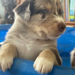 Australian Shepherd Puppies from Night Skye Aussies