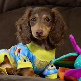 Dachshund Puppies from EntityDachs