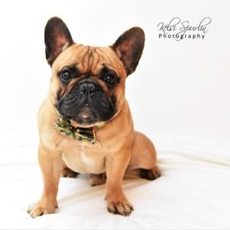 Boxers and French Bulldogs from Streamline Boxers & French Bulldogs