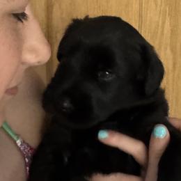 Girl 2 - Black female Giant Schnauzer puppy in North Royalton, Ohio from Mandy’s Giant Schnauzers
