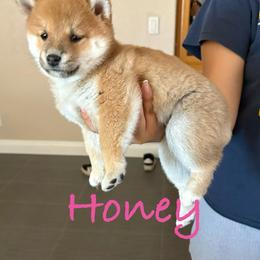 Girl 2 - Red female Shiba Inu puppy in Victorville, California from Adrianna's Shiba Inus