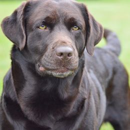 Cola - Labrador Retriever