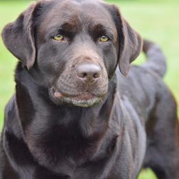 Cola - Labrador Retriever