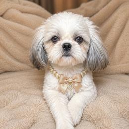 Roxy - Shih Tzu