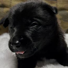 Zara - Black brindle female Dutch Shepherd puppy in Watertown, Connecticut from APACHEK9