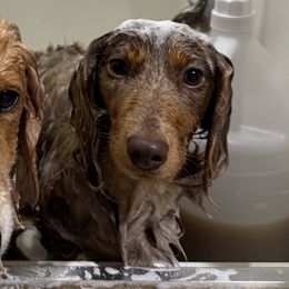 Dachshunds from The Long Dog Lounge of Montana