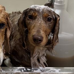 Dachshunds from The Long Dog Lounge of Montana
