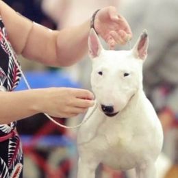 French Bulldogs and Miniature Bull Terriers from DyHar Bullies