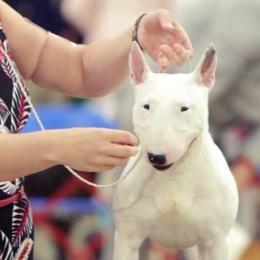 French Bulldogs and Miniature Bull Terriers from DyHar Bullies