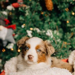 Pumpkin Pie - Red merle female Miniature Australian Shepherd puppy in Enoch, Utah from Twisted H Aussies