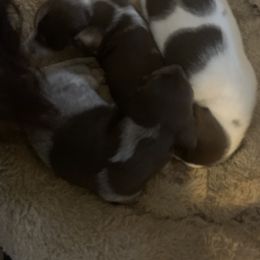 Dachshund Puppies from Howard's Hillside Farms