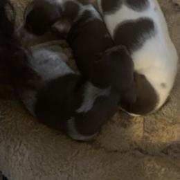 Dachshund Puppies from Howard's Hillside Farms