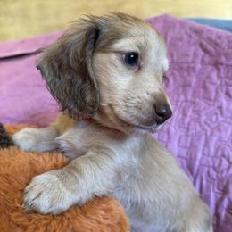 Lilac - Cream female Dachshund puppy in Fieldbrook, California from Honeydox Miniature Dachshunds