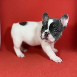 Spot - French Bulldog puppy from Felicia's French Bulldogs