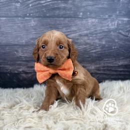 Fishstick - Sable male Goldendoodle puppy in Utah County, Utah from Big Hearted Breeders