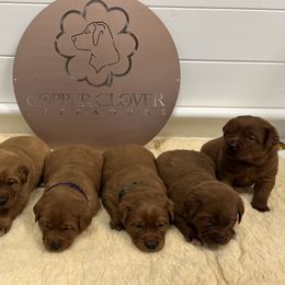 Labrador Retriever Puppies from Copper Clover Labradors