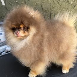 Pomeranians from Tea Time Pomeranians