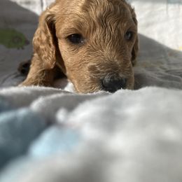 Goldendoodle Puppies from Cassie Farms