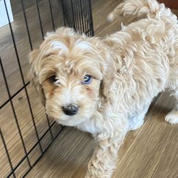 Doodle All Day - Goldendoodle puppy from Doodle All Day