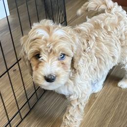 Doodle All Day - Goldendoodle puppy from Doodle All Day