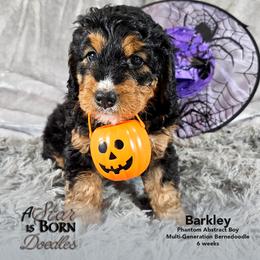 Bernedoodle Puppies from A Star is Born Doodles