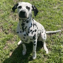 Dalmatians from O’Ceallaigh Dalmatians