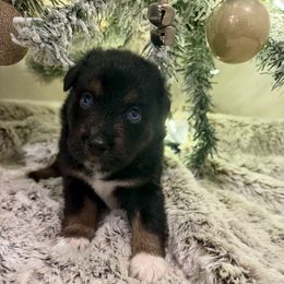 Green - Black & white female Miniature Australian Shepherd puppy in Robertsdale, Alabama from Lighthouse Aussies