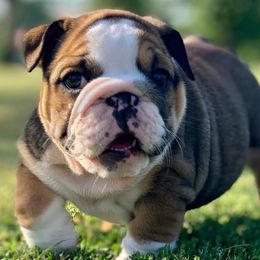 Bulldogs from BDK Bulldogs