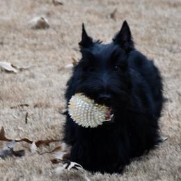 Scottish Terrier Puppies from Scottish Terriers at The Rock