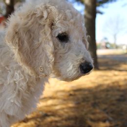 Poodle Puppies from Country Road Homestead