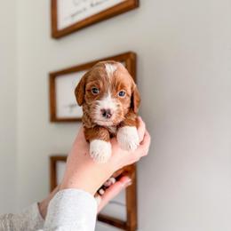 Coldbranch - Red  female Goldendoodle puppy in Greencastle, Indiana from Willow & Co.