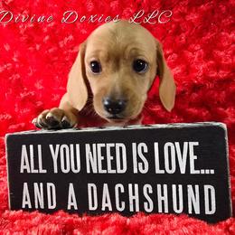 Bruno - Cream male Dachshund puppy in Kansas City, Missouri from Divine Doxies LLC