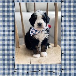 Rebel - Tri-color male Bernedoodle puppy in Central, Arizona from Cotton Lane Puppies