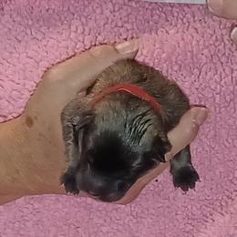 Red Collar - Fawn male Eurasier puppy in Lakewood, Ohio from Exquisite Eurasier