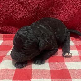 Movie - Black female Labradoodle puppy in Craig, Nebraska from Top Knot Companions Poodles and Labradoodles