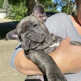 French Bulldog Puppies from Smalltown Frenchies