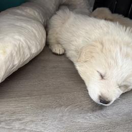 Max (blue collar) - White male Colorado Mountain Dog puppy in Colorado Springs, Colorado from Sharp Guardians and Goldens
