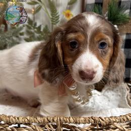ELphaba - Dapple female Dachshund puppy in Fayetteville, West Virginia from Loop Creek Dachshunds