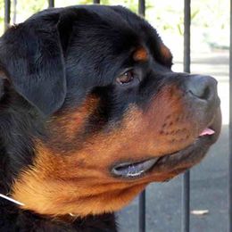 Dasco - Rottweiler