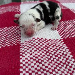 Milky Way - Blue merle male Australian Shepherd puppy in Laotto, Indiana from Circle B working Aussies