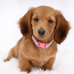 Arendelle- AKC Import Lines - Cream female Dachshund puppy in Coweta, Oklahoma from Sunnyside Dachshunds