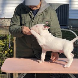 Bull Terrier Puppies from Bally Bull Terriers