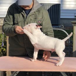 Bull Terrier Puppies from Bally Bull Terriers