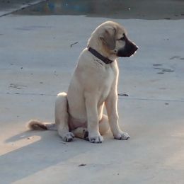 Kangal Puppies from DASA Ridge Kangals