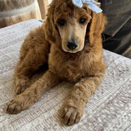 Poodle Puppies from Choice Red Standards